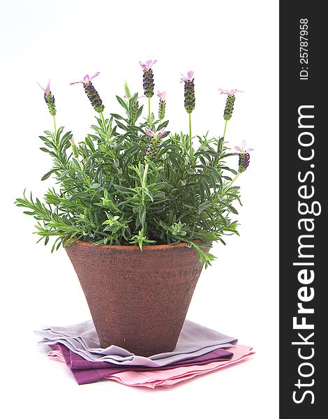 Lavender plant in a terracotta pot on a white background. Lavender plant in a terracotta pot on a white background