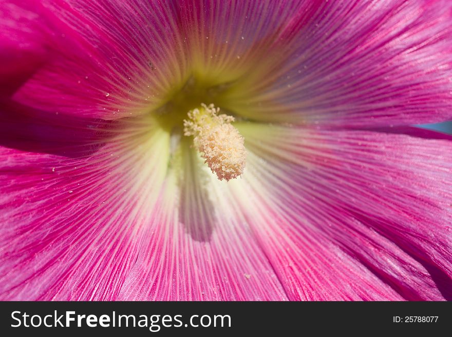 Pink hollyhock flower close up