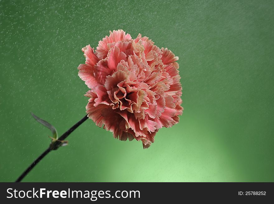 Peach Flower