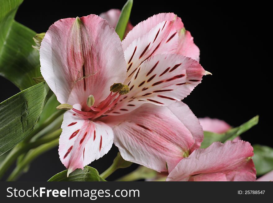 Pink and White Flower shot on black background in the studio. Pink and White Flower shot on black background in the studio