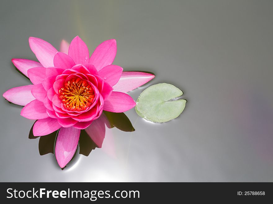 Beautiful Pink Lotus In Pond