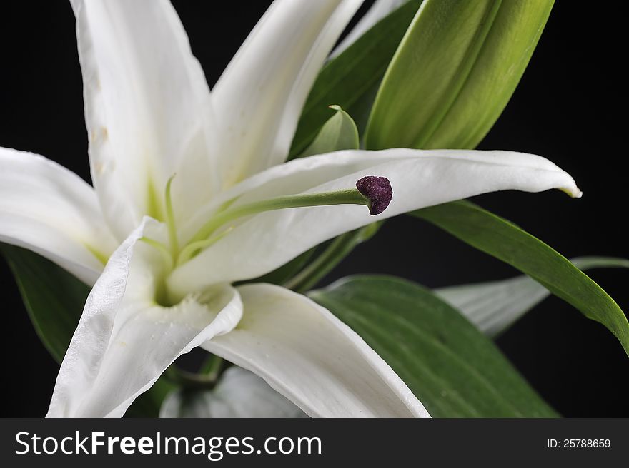 White Flower shot on black background in the studio