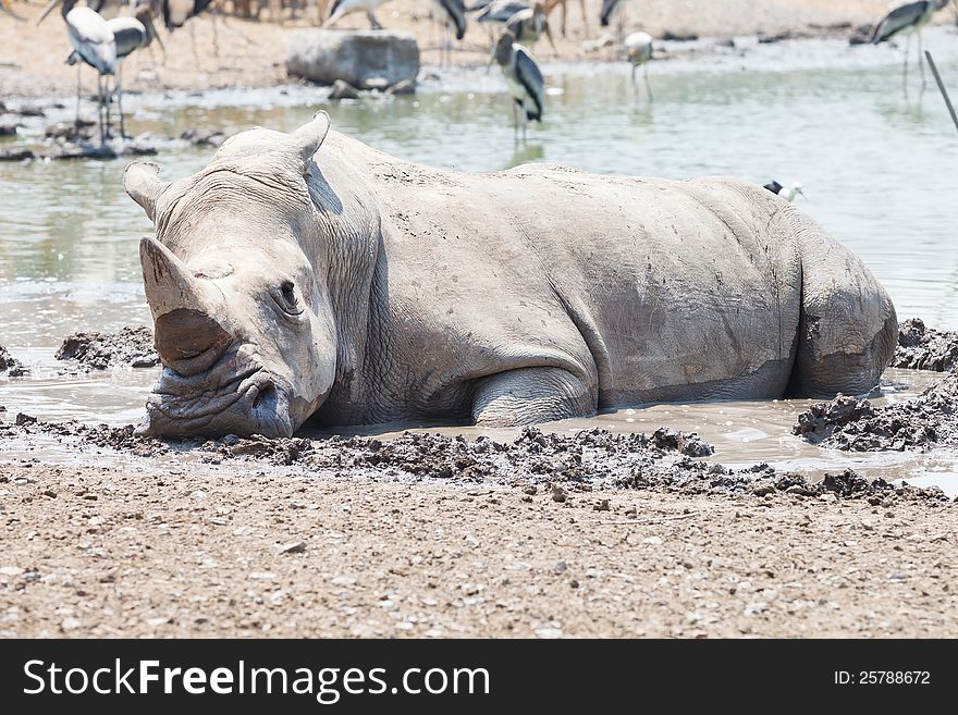 Closeup White rhino in mud