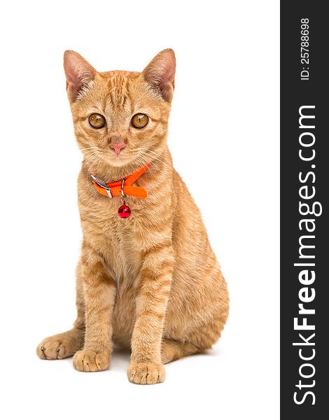 Front view of Kitten, Animal portrait on white background. Front view of Kitten, Animal portrait on white background