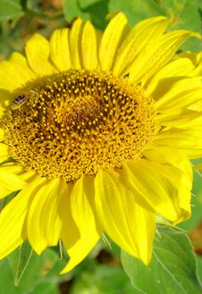 Sunflower With Bee Stock Photo