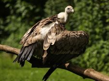 Griffon Vulture Stock Images