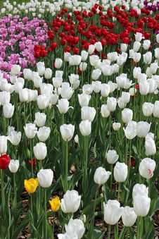Colorful Tulips Stock Photography