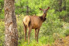 Elk In The Woods Royalty Free Stock Images