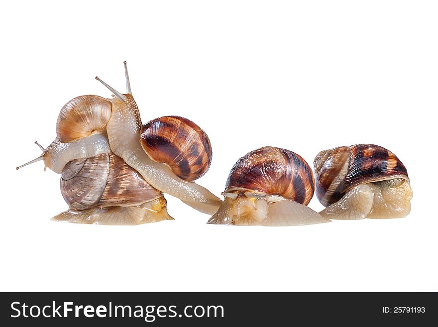 Team of creeping snails isolated on a white background. Team of creeping snails isolated on a white background