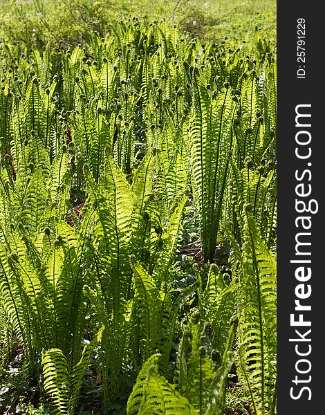 Sea of fern fronds in springtime