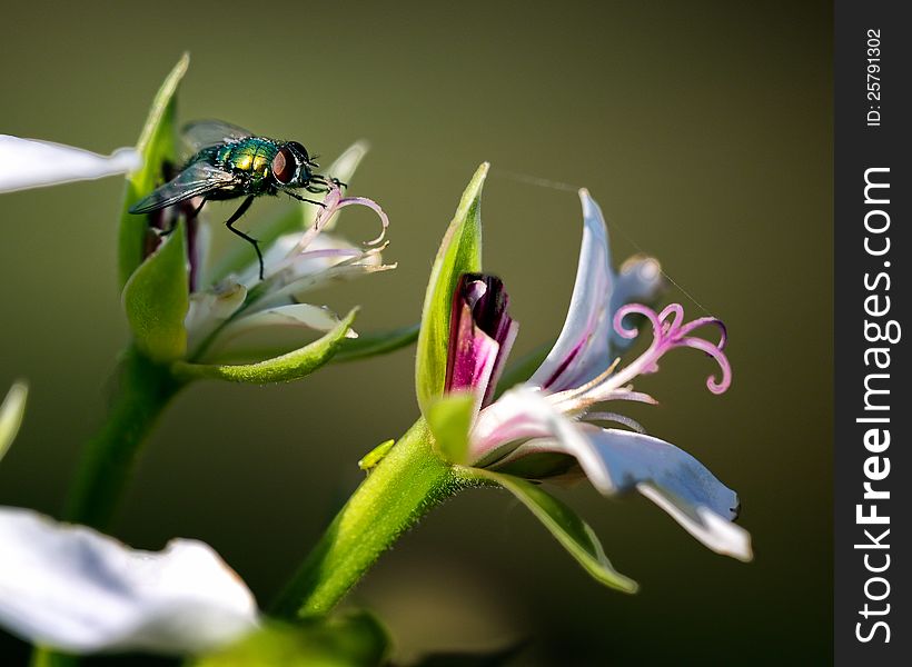 House Fly on Flower Macro