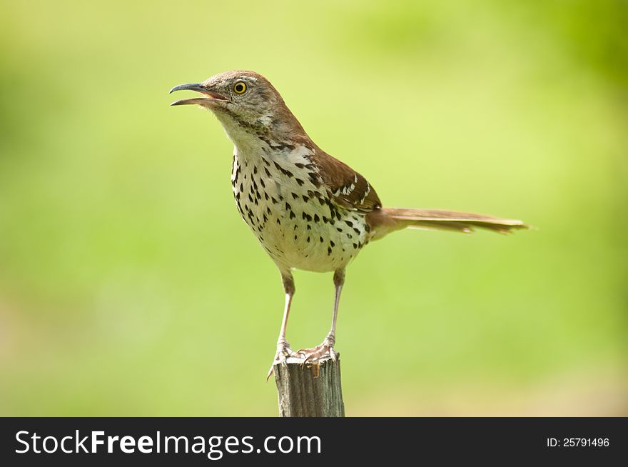 Thrush bird calling to her mate