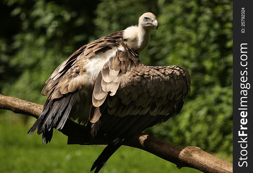 Portrait of a Griffon Vulture