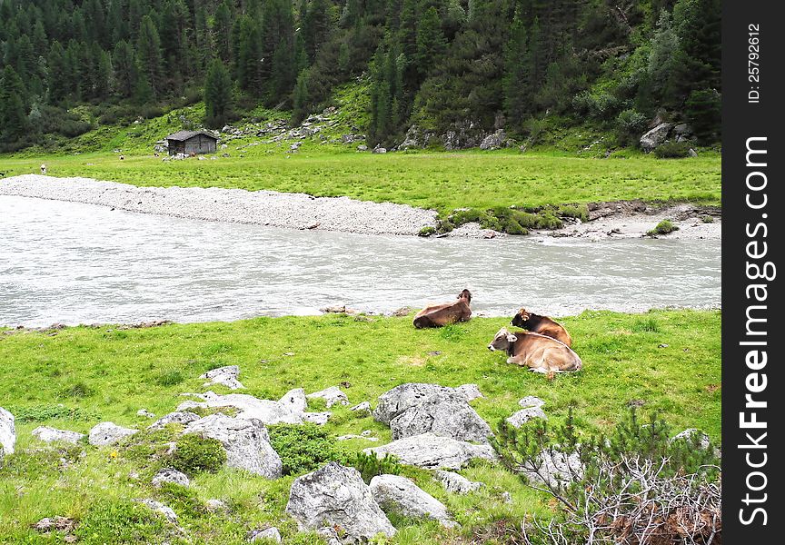 The beautiful valley in the Tyrolean Alps, with cows and the river.