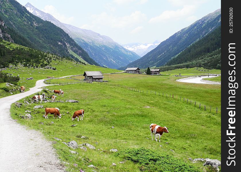 The beautiful valley in the Tyrolean Alps, with cows and the river.