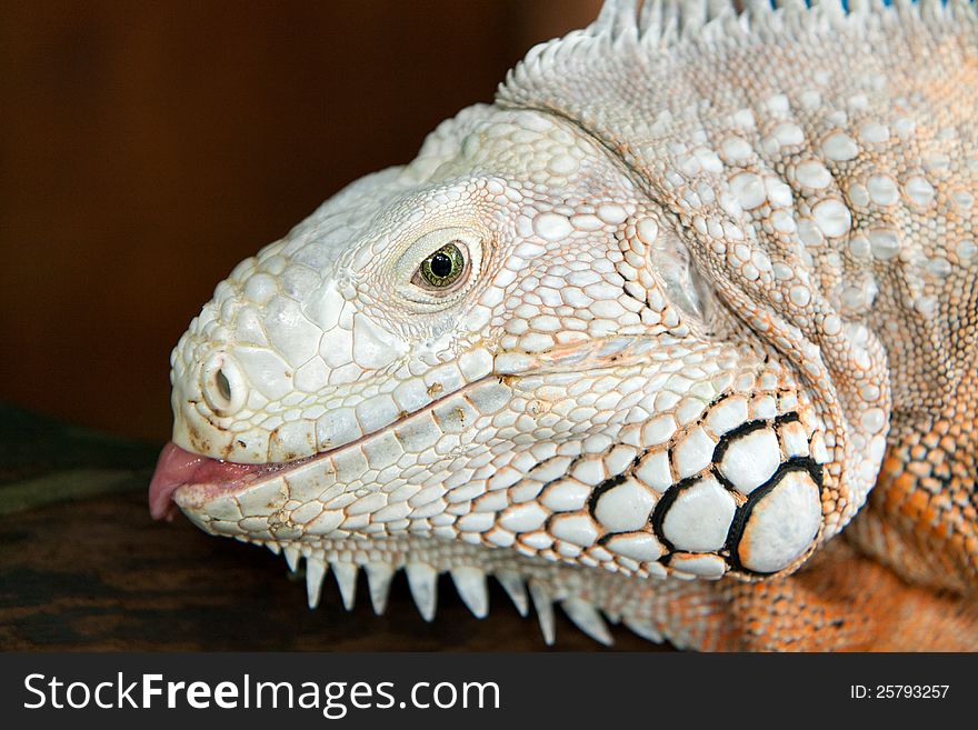 Closeup of a white iguana lizard