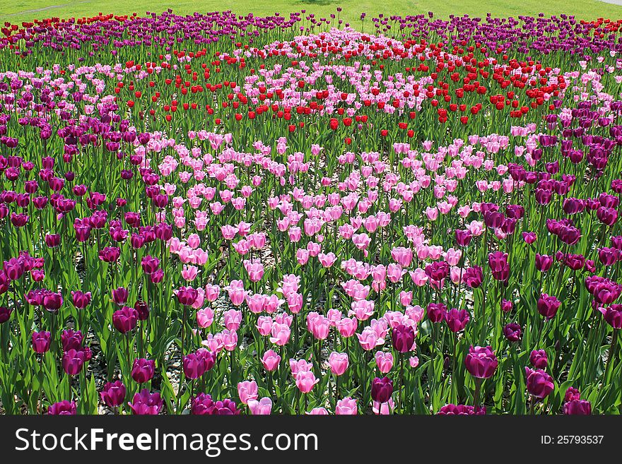 A lot of colorful tulips in the form of geometric figures. A lot of colorful tulips in the form of geometric figures