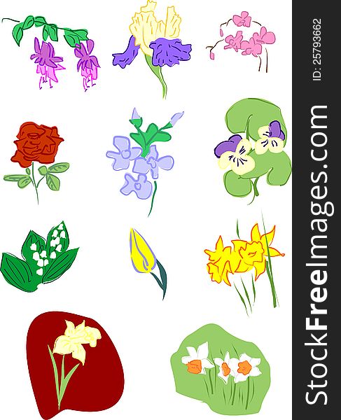 Flowers: Pansy Narcissus Orchid Iris Fuchsia Rose