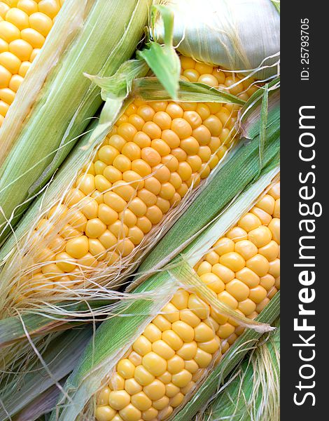 Fresh organic corn on cob
