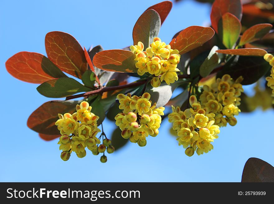 Beautiful flowering barberry close-up against blue sky