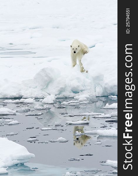 Polar Bear In Icy Winter Landscape.