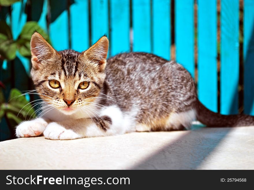 Cute kitten warming and resting on sun