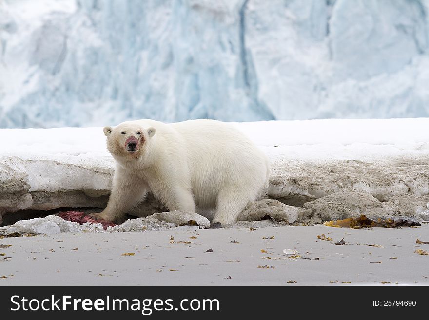 Polar bear eating a seal, Svalbard, Spitsbergen.