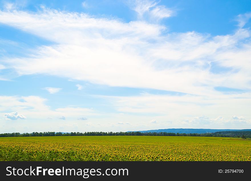 Beautiful field of sunflowers. Many yellow flower. Beautiful field of sunflowers. Many yellow flower