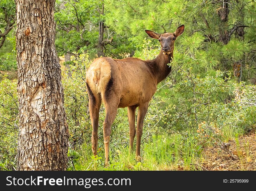 Beautiful Rocky Mountain female Elk in her natural mountain habitat. Beautiful Rocky Mountain female Elk in her natural mountain habitat.