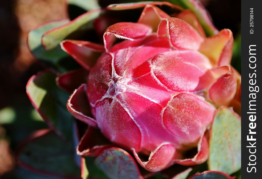 Close up of beautiful protea blossom
