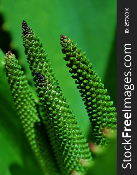 Aloe Vera Flower Buds