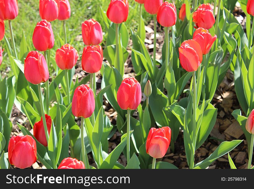 A few bright red tulips on a sunny day