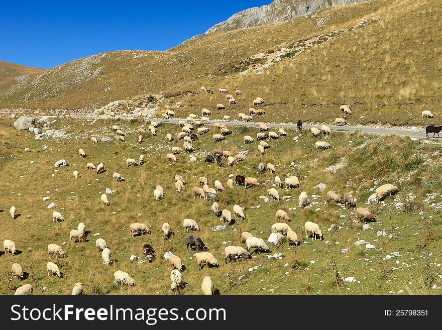 Flock of sheep on a hillside in Montenegro. Flock of sheep on a hillside in Montenegro