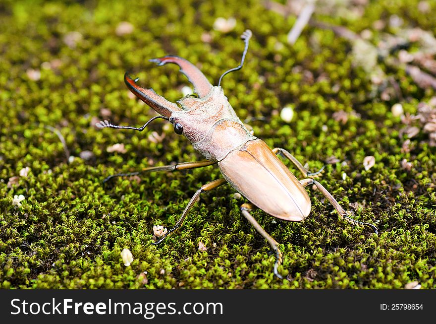 Stag beetles (Lucanidae) on moss. Stag beetles (Lucanidae) on moss