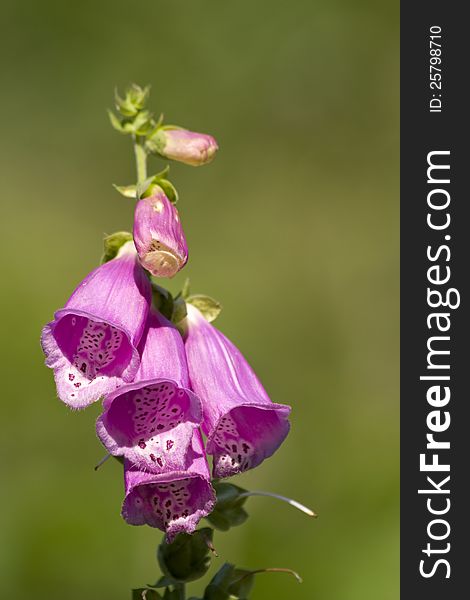 Details violet flowers on a green background defocused,. Details violet flowers on a green background defocused,