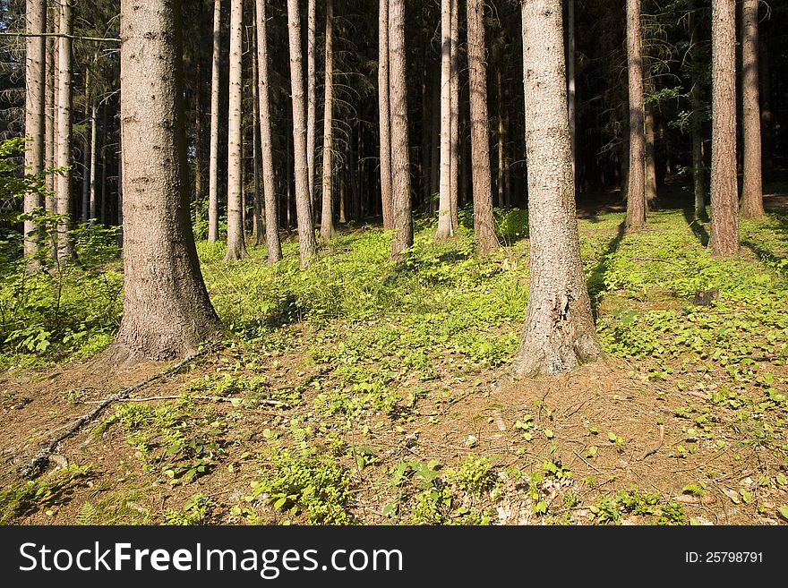 Strains grown in the spruce forest