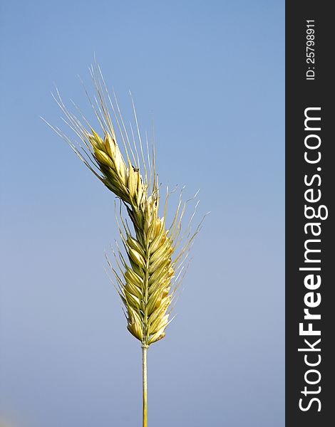 One corn on the cob on a blue background. One corn on the cob on a blue background