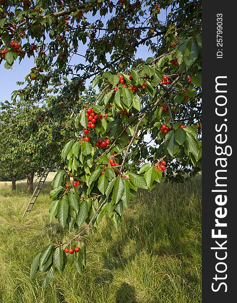 Branch With Cherries