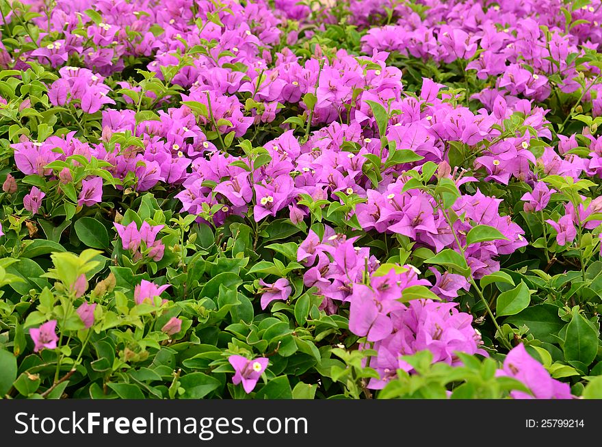 Bougainvillea paper flower in purple color