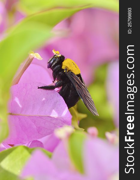 Carpenter Bee On Bougainvillea Flower