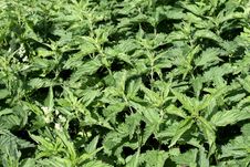 Nettle Royalty Free Stock Images Nettle Royalty Free Stock Images
