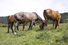 Horses Family Royalty Free Stock Photo Horses Family Royalty Free Stock Photo