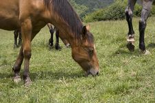 Horses Family Royalty Free Stock Image Horses Family Royalty Free Stock Image