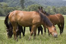 Horses Family Stock Photos Horses Family Stock Photos