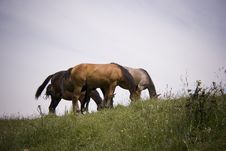 Horses Family Royalty Free Stock Image Horses Family Royalty Free Stock Image