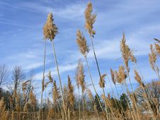 High Grass Stock Photo High Grass Stock Photo