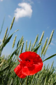 Poppy In A Field Stock Photography