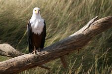 African Fish Eagle Royalty Free Stock Photos African Fish Eagle Royalty Free Stock Photos