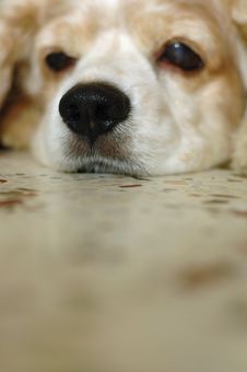 Cocker Spaniel Closeup Stock Photos Cocker Spaniel Closeup Stock Photos