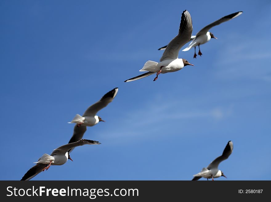 Gulls